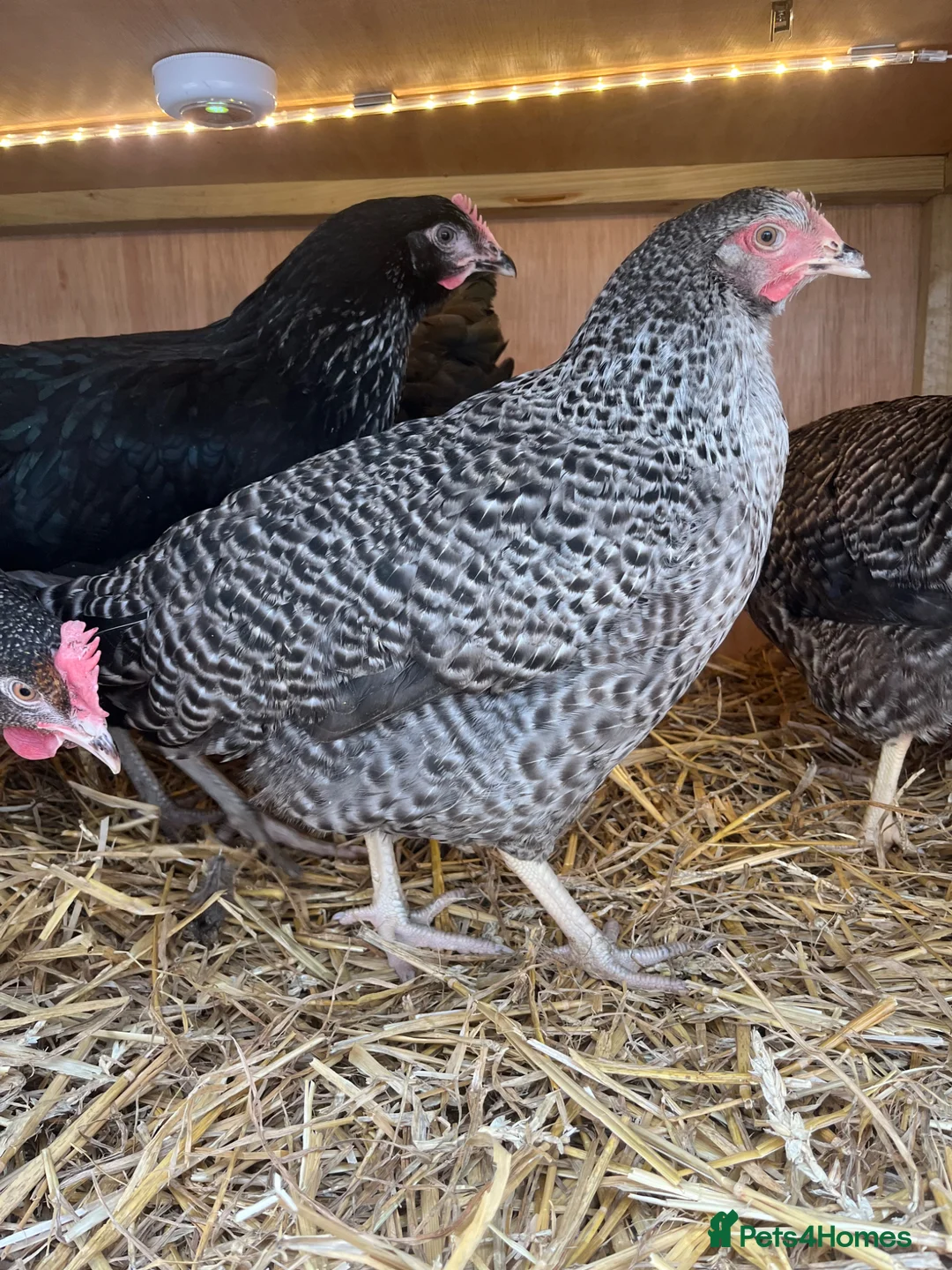 Chickens poultry for sale: Guaranteed Female Hybrid Chickens  - Advert 2