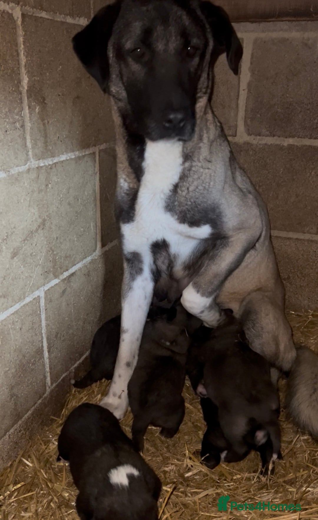 Mixed Breed dogs for sale: Turkish kangal x Caucasian pups  - Advert 14