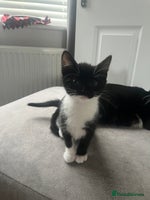 Mixed Breed cats - Advert 12