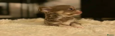 Chihuahua 4