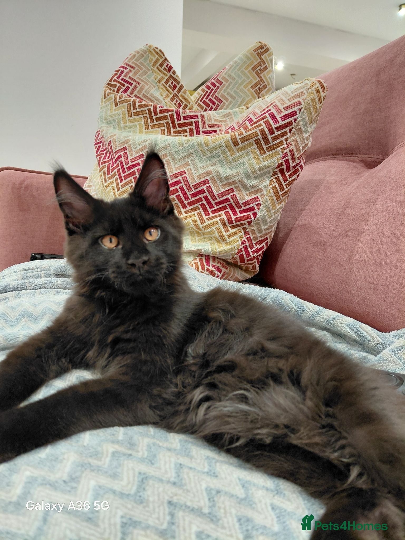 Maine Coon cats Ready now! Ticca Black smoke male maine coons.  - Advert 2