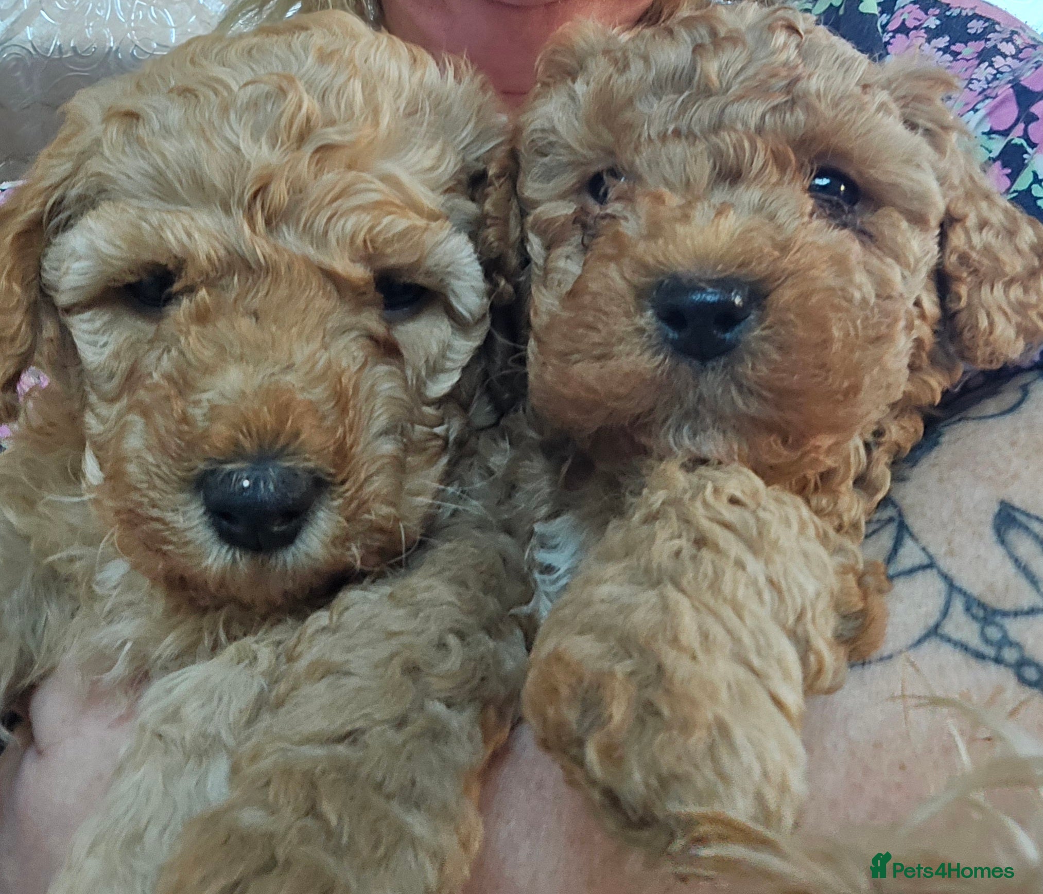 Mixed Breed dogs Last 2 Fox Red & Fawn Poochon  puppy Boys - Advert 11