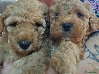 Mixed Breed dogs Last 2 Fox Red & Fawn Poochon puppy Boys - Advert 11