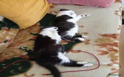Mixed Breed cats for sale: 2 adorable tuxedo kittens - Image 7