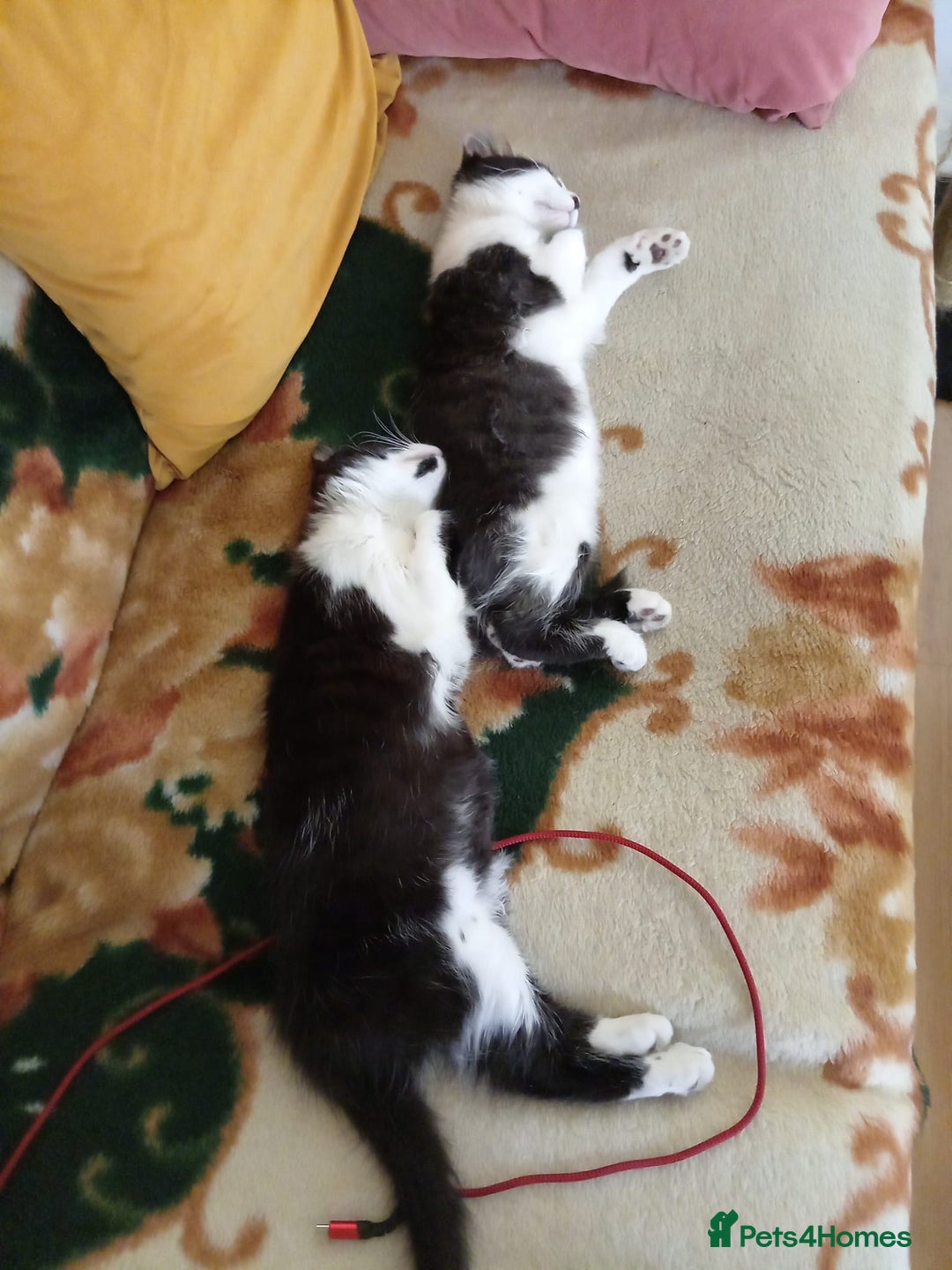 Mixed Breed cats for sale: 2 adorable tuxedo kittens - Image 7