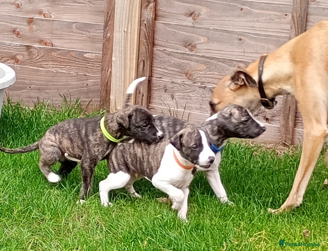 Whippet dogs for sale: Quality KC reg Whippet Puppies - Image 20