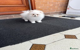 Pomeranian dogs for sale: ** Pomeranian/700g-11 week Champion EU Bloodline  - Image 2