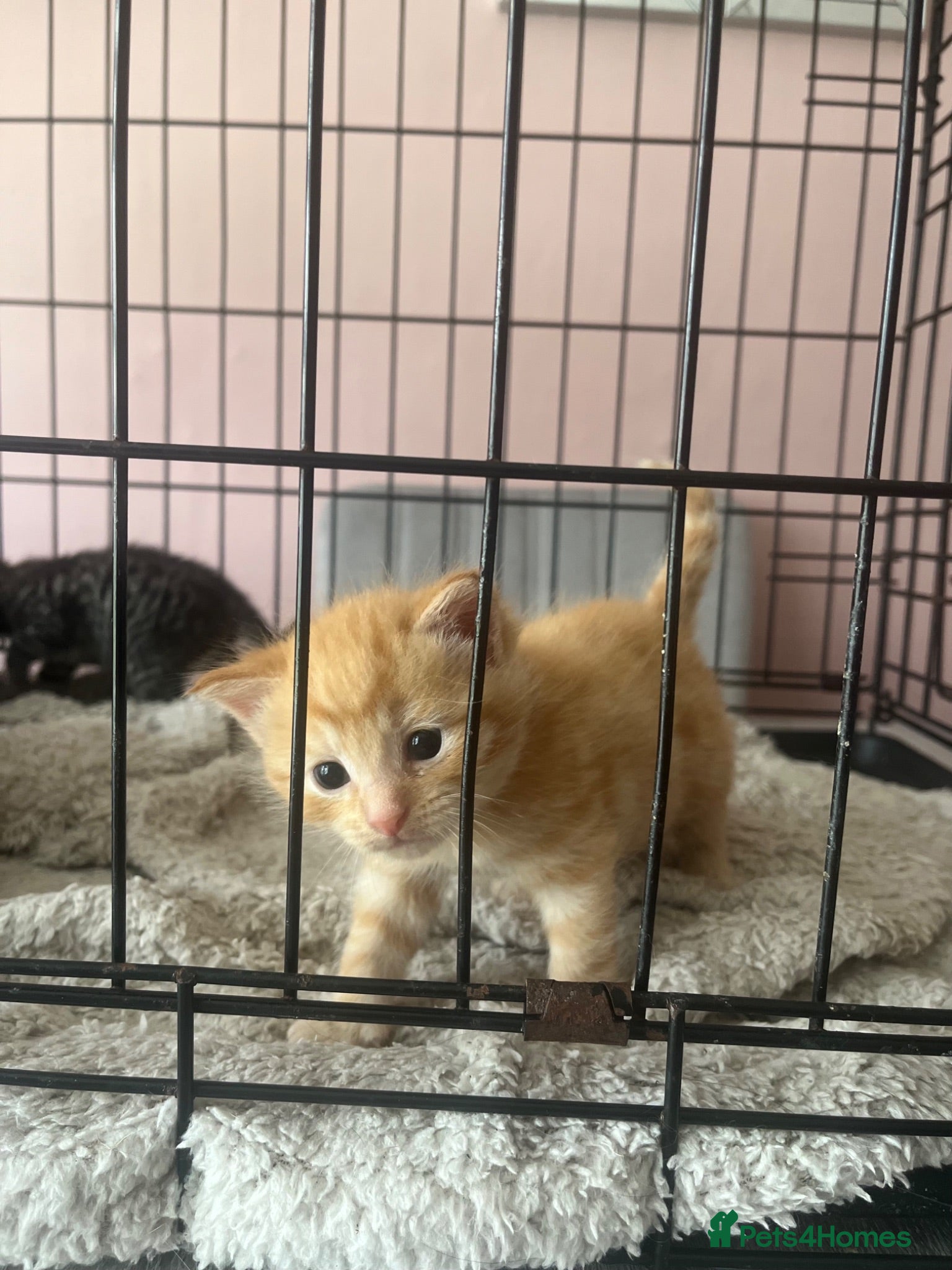 Mixed Breed cats 6 kittens mixed litter - Advert 4