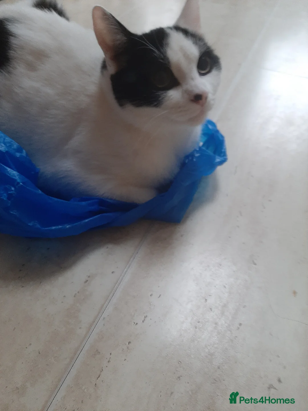 Mixed Breed cats for sale: Going for free because I'm immigrating  - Advert 15