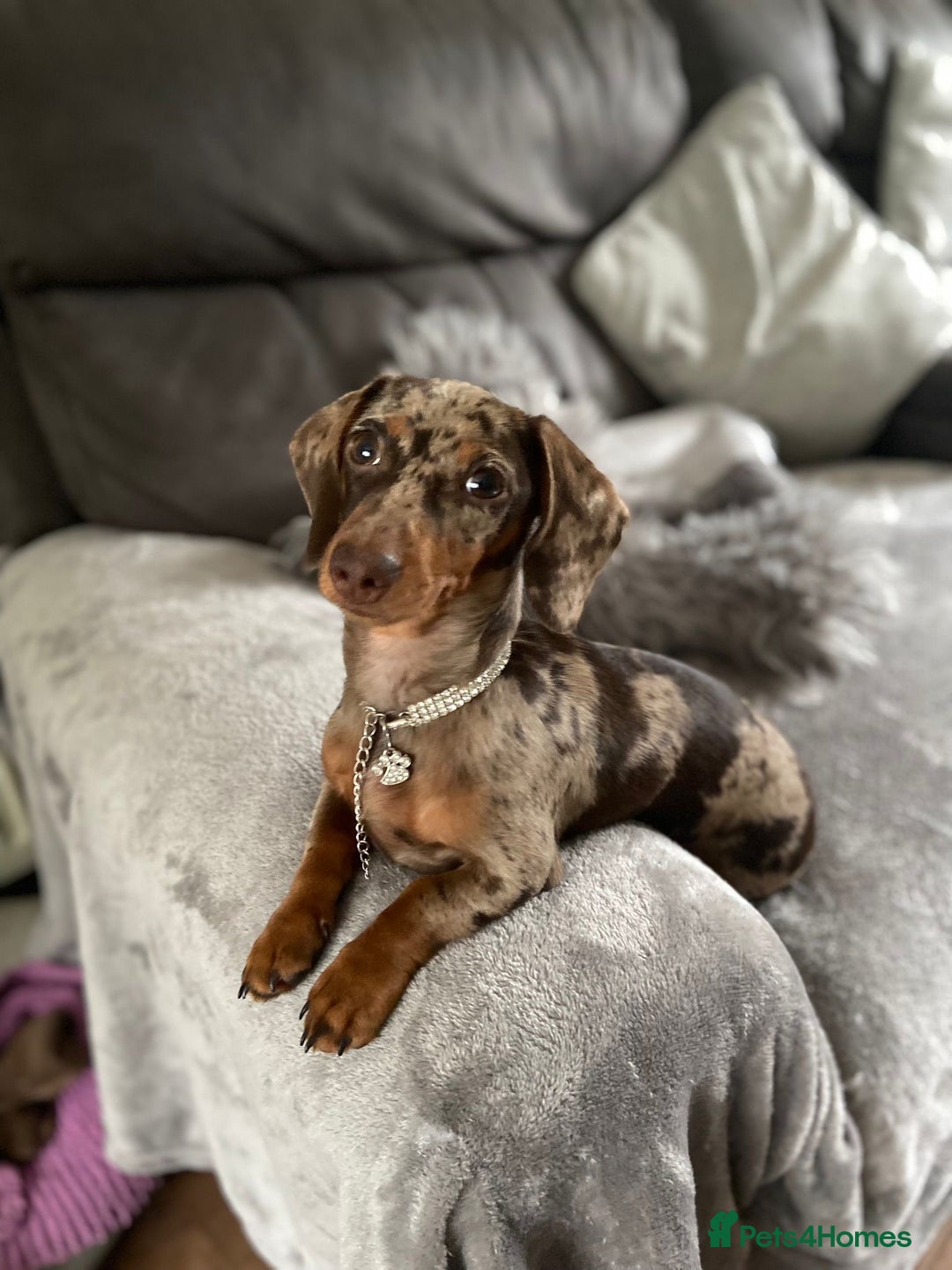 Miniature Dachshund dogs for sale: Stunning Miniature Daschund - Advert 4
