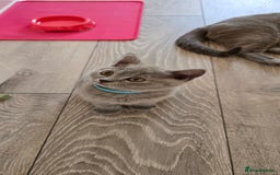 British Shorthair cats for sale: British Blue Shorthair - Image 15
