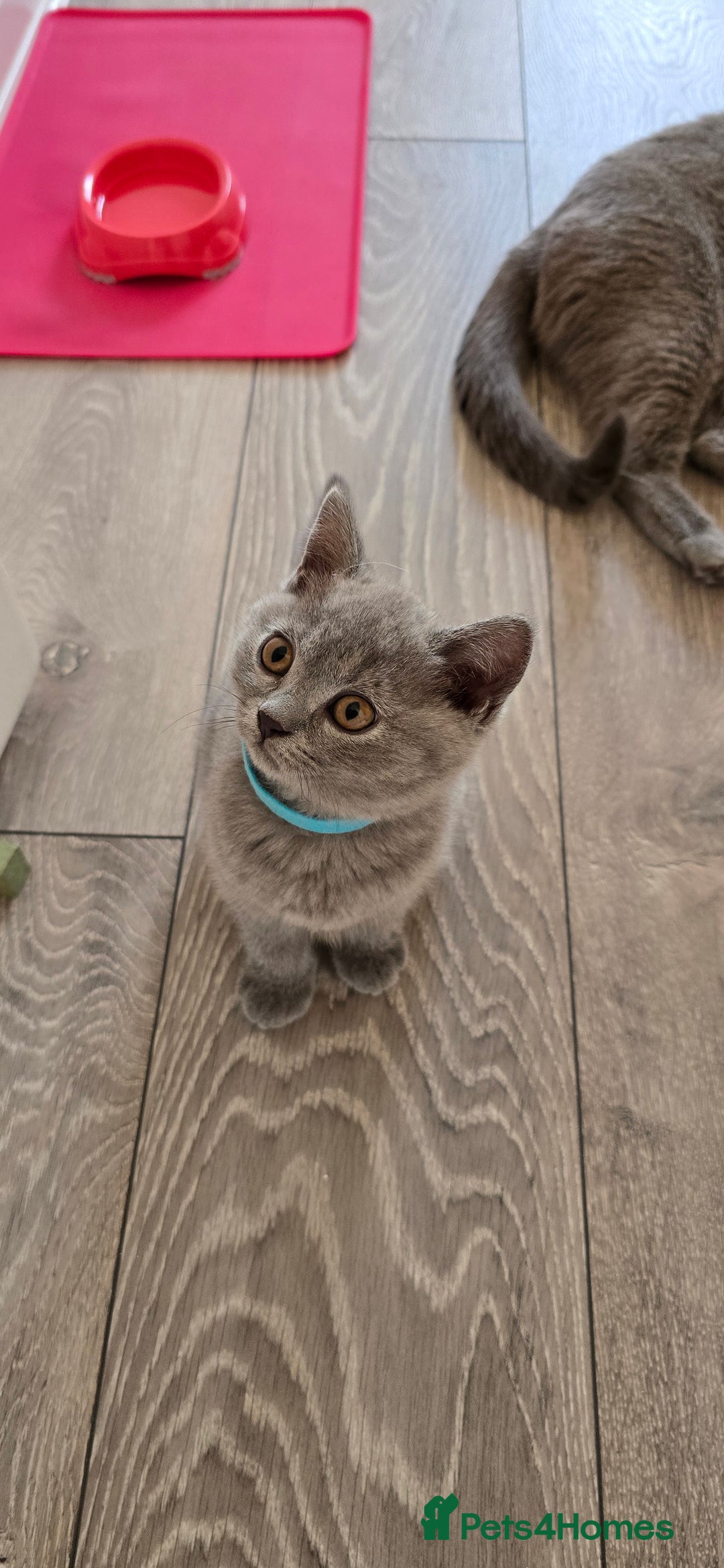 British Shorthair cats for sale: British Blue Shorthair - Image 15