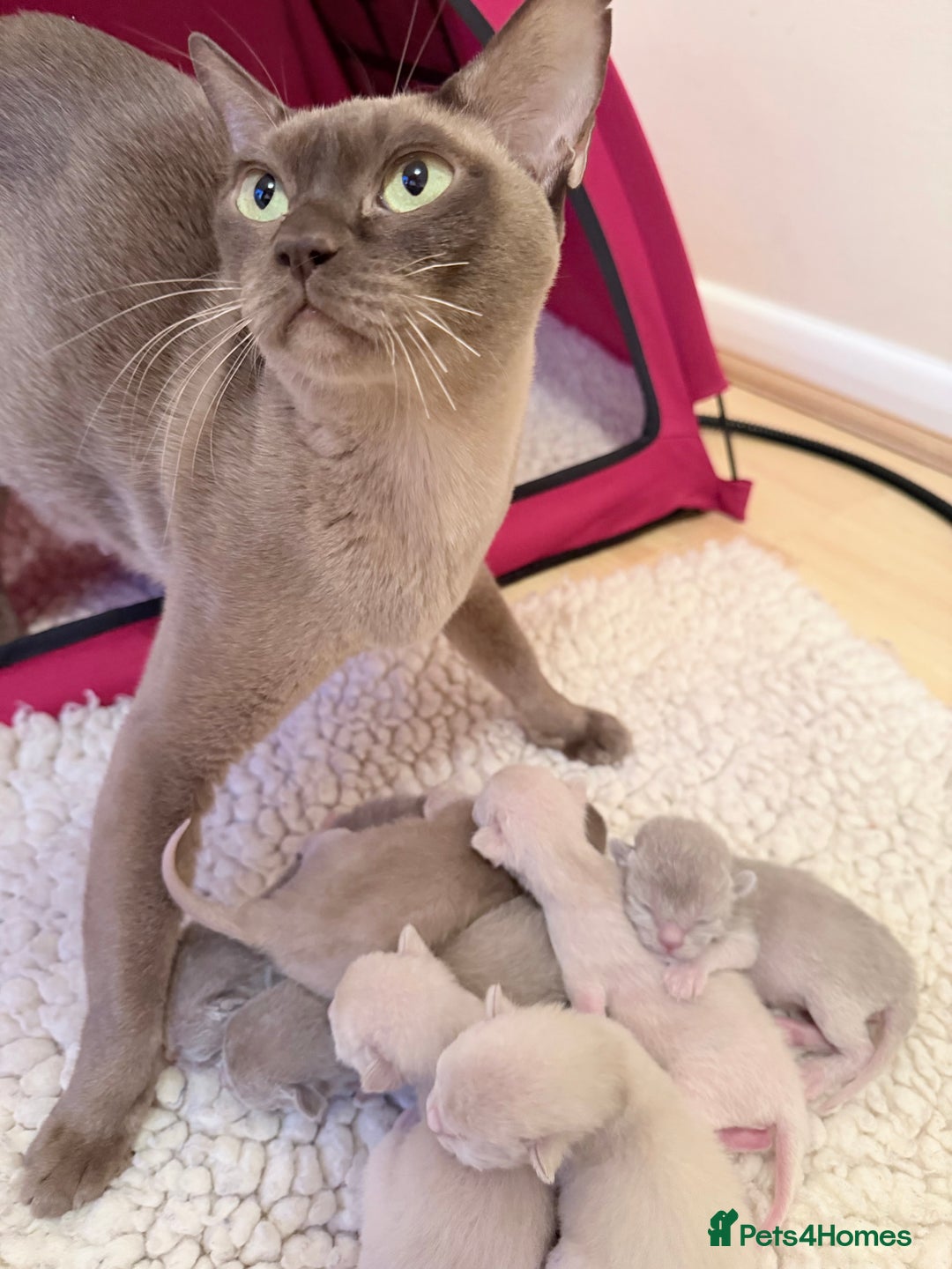 Burmese cats for sale: GCCF-Home raised-BurmeseKittens ready end February - Advert 1