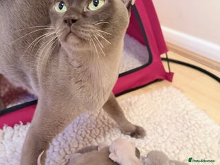 Burmese cats GCCF-Home raised-BurmeseKittens ready end February - Advert 6