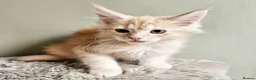 Maine Coon cats for sale: Stunning Maine Coon kittens  - Advert 8