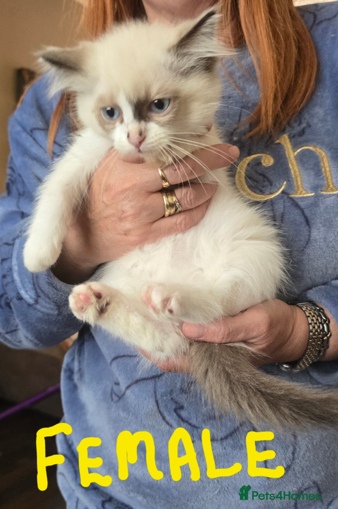 Ragdoll cats for sale: Ragdoll kittens from gccf registered parents  - Image 3
