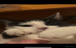 American Shorthair cats for sale: £0 Lovable cats for adoption to go in pairs - Image 5