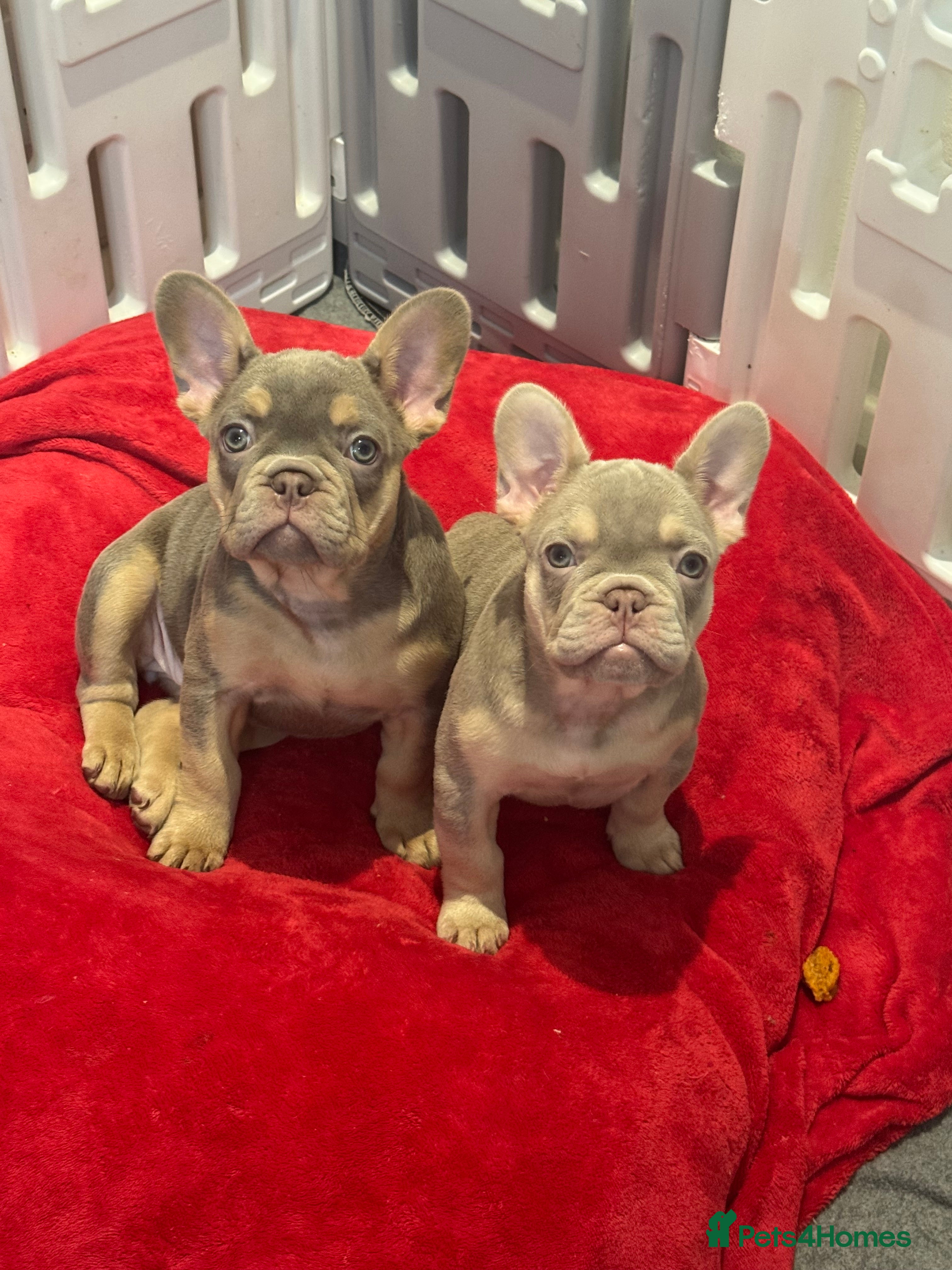 French Bulldog dogs Outstanding Frenchie pups KC registered  - Advert 5