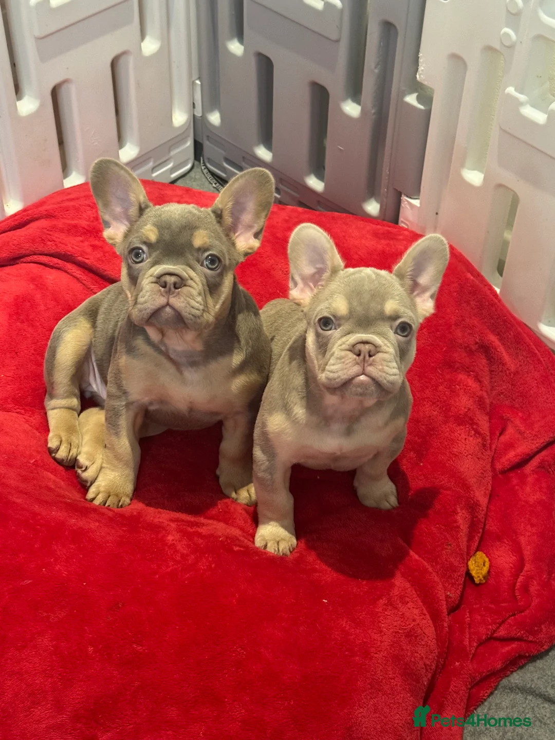 French Bulldog dogs for sale: Outstanding Frenchie pups KC registered  - Advert 5