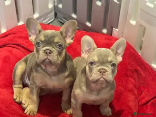 French Bulldog dogs Outstanding Frenchie pups KC registered - Advert 5