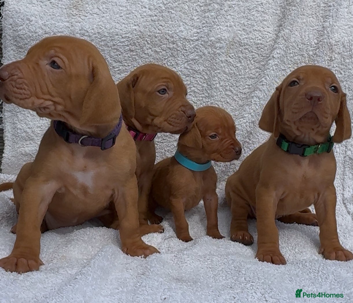 Hungarian Vizsla dogs Champion grade import vizslas puppies - Advert 1