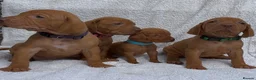 Hungarian Vizsla dogs for sale: Champion grade import vizslas puppies - Advert 14