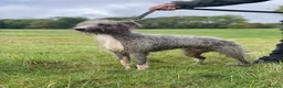 Mixed Breed dogs for sale: Bedlington whippets  - Advert 10