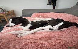 Whippet dogs for sale: KC Registered Whippet Puppies - Image 10