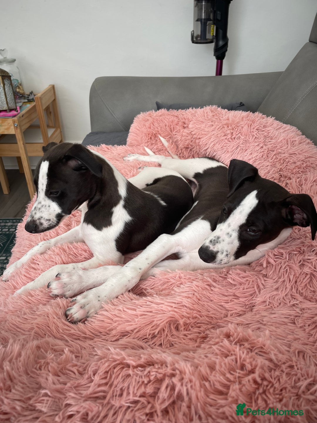 Whippet dogs for sale: KC Registered Whippet Puppies - Image 10