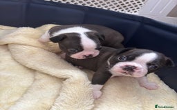 Boston Terrier dogs for sale: KC Registered 🐕❤️🏠 Puupy 🐕💙🏠Boston Terrier  - Image 13