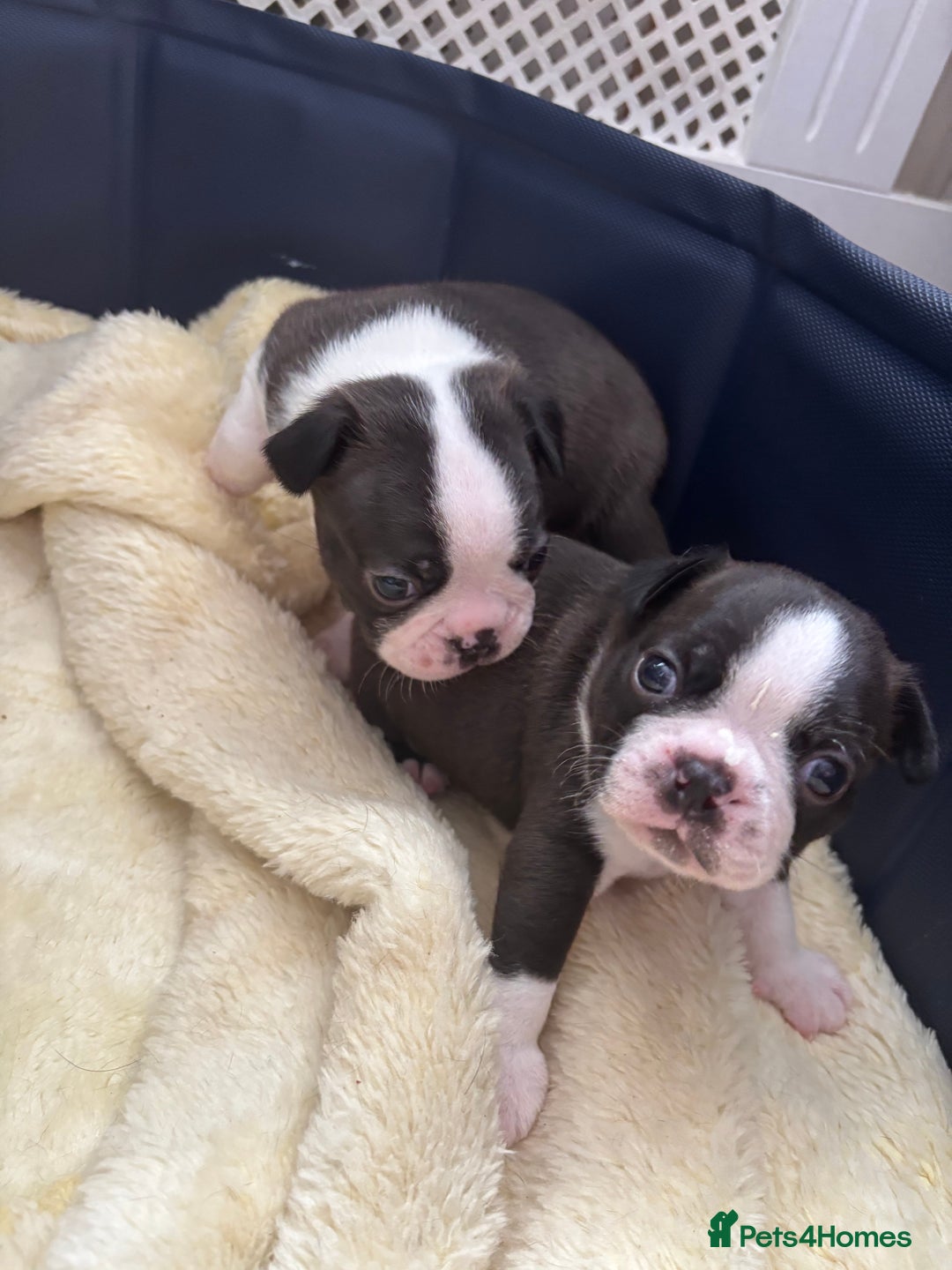 Boston Terrier dogs for sale: KC Registered 🐕❤️🏠 Puupy 🐕💙🏠Boston Terrier  - Image 13