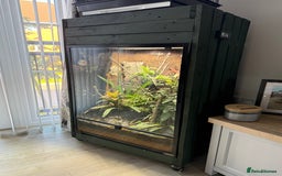 Frog reptiles for sale: Mantella Dart Frogs and Geckos - Image 2