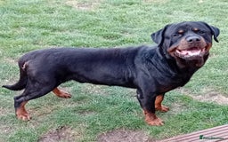 Rottweiler dogs for stud: Rottweiler Stud (Rocco) - Image 3