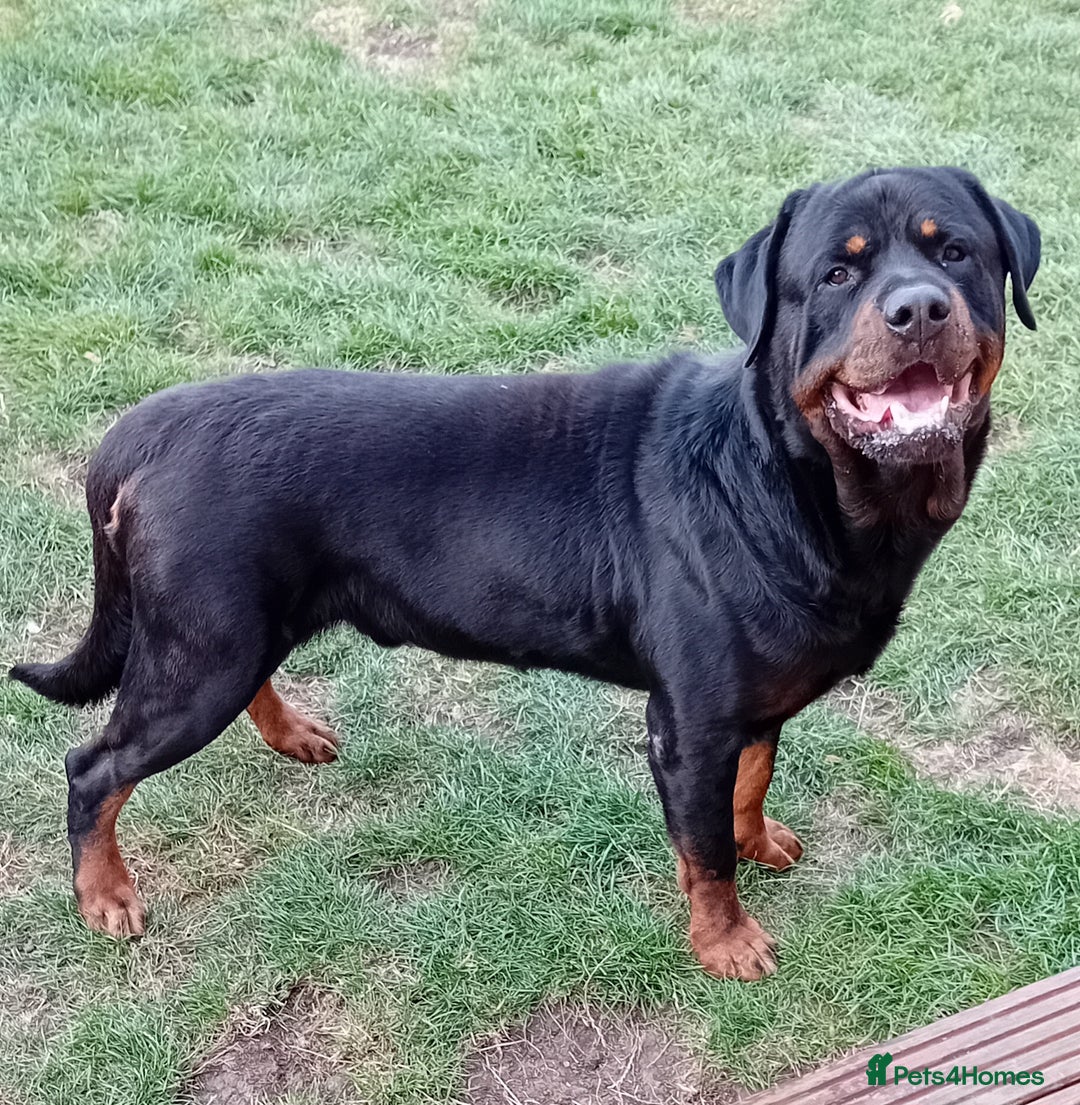 Rottweiler dogs for stud: Rottweiler Stud (Rocco) - Image 3