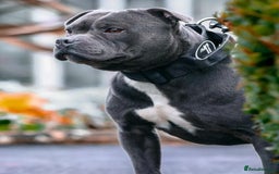 Staffordshire Bull Terrier dogs for sale: Reduced, remaining 2 KC Blue SBT - Image 16