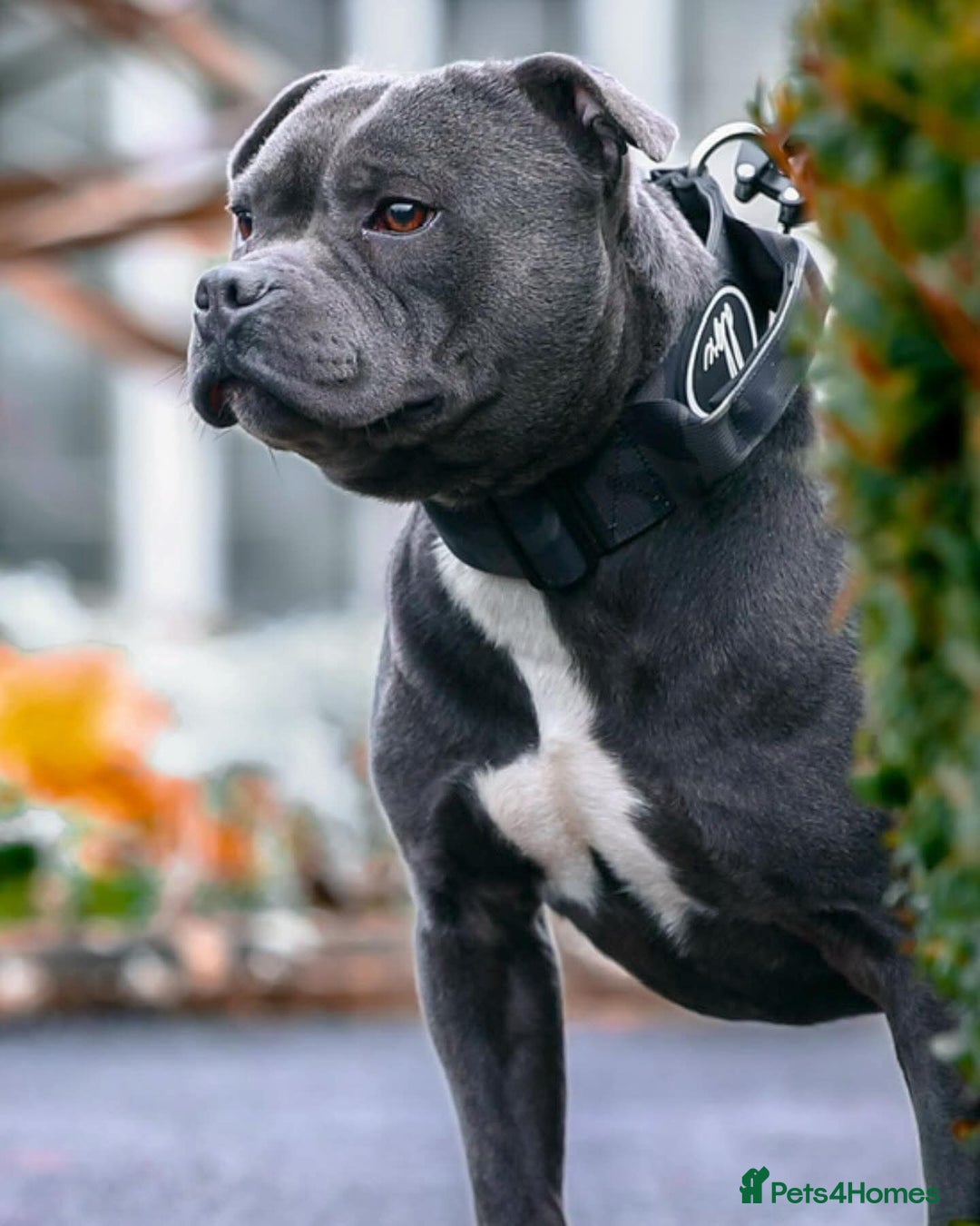 Staffordshire Bull Terrier dogs for sale: Reduced, remaining 2 KC Blue SBT - Image 16