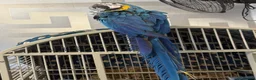 Macaws birds for sale: BABY BLUE AND GOLD MACAW - Advert 3