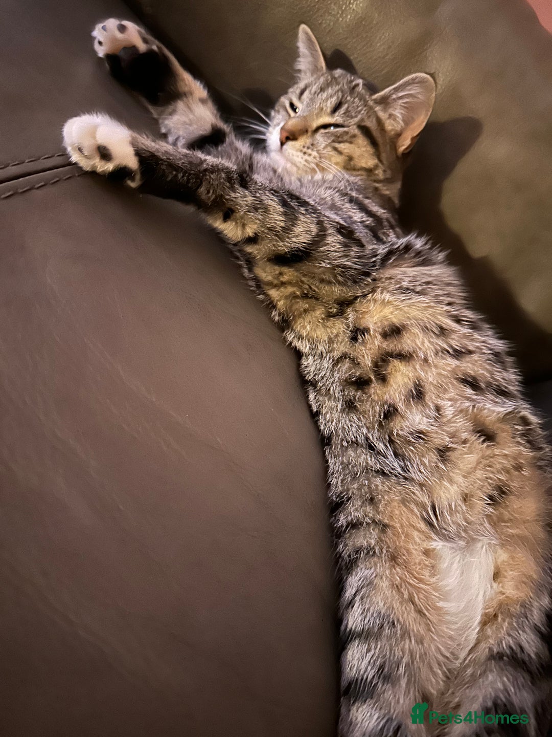 Domestic Shorthair cats for sale: Kittens and Mother ready to go - Image 4