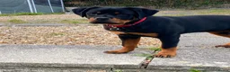 Rottweiler dogs for sale: Rottweiler puppies for show & breeding - Advert 10
