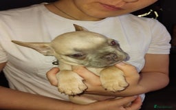 French Bulldog dogs for sale: Beautiful chunky Frenchies - Image 19