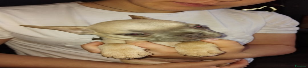 French Bulldog black collar