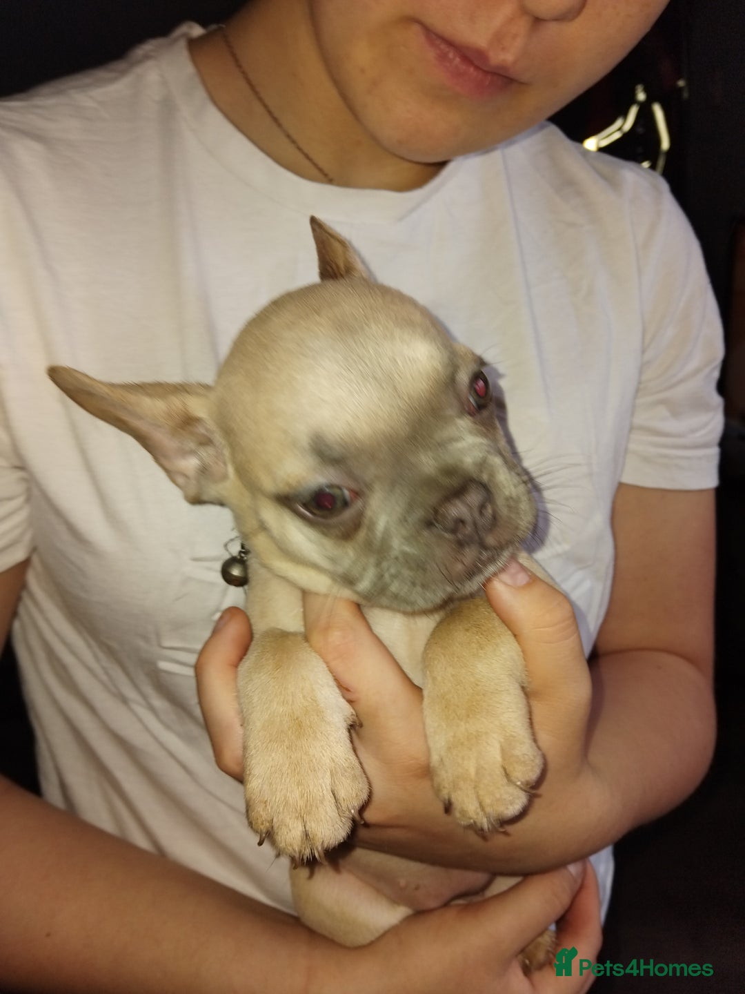 French Bulldog dogs for sale: Beautiful chunky Frenchies - Image 19