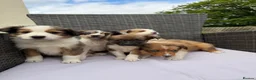 Border Collie dogs for sale: 5 Beautiful Puppies for sale🐾 - Advert 13