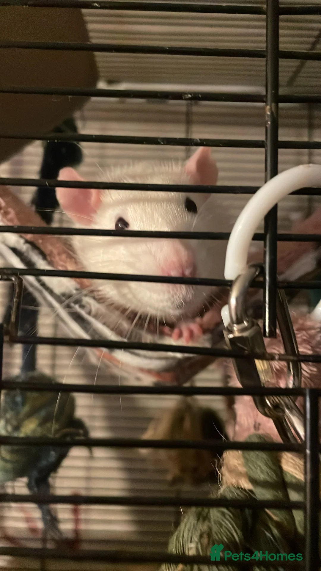 Rat rodents for sale: Rehoming  - Advert 22