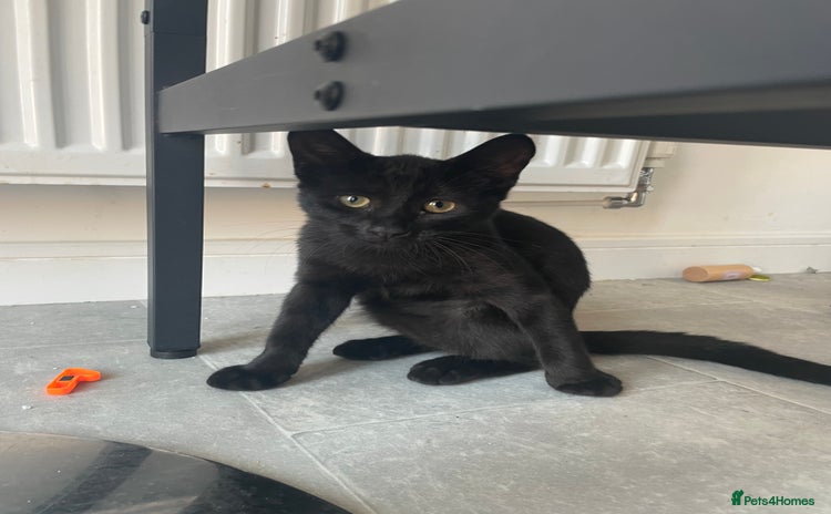 British Shorthair cats - Advert 6
