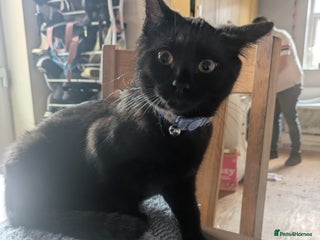 British Shorthair cats - Advert 6