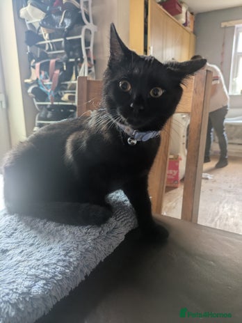 British Shorthair cats Male kitten - Advert 6