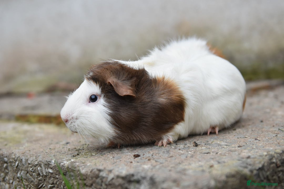 Guinea Pig rodents for sale: 9 Month Old Male Guinea Pigs Looking For Homes in Wigan - Image 23