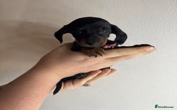 Miniature Dachshund dogs for sale: Miniature dachshunds for sale  - Image 3