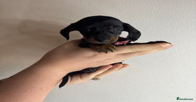 Miniature Dachshund dogs - Advert 15